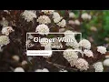 30 Seconds with Ginger Wine Ninebark