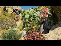 Download Lagu IRAN Nomadic Life🌄: Nomadic Mountain Adventure 🏞️ |Nomadic Herbal Secrets 🌿