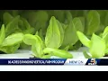 Greater Cincinnati-based 80 Acres Farms expanding across the United States