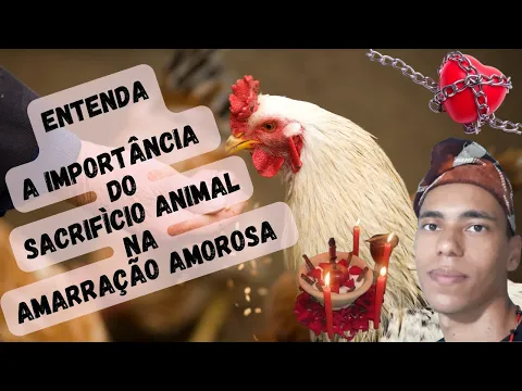 Download MP3 ENTENDA A IMPORTÂNCIA DO SACRIFÍCIO ANIMAL NA AMARRAÇÃO AMOROSA - UM POUCO DE AXÉ