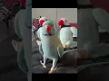 Download Lagu Kiwi… Meet Kiwi 1, 2 \u0026 3 😅 #parrot #bluebird #talkingparrot