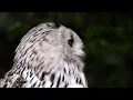 Münir- Sorun Bende