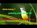 Download Lagu Burung Ciblek Bahan Pikatan Langsung Bunyi Pake Suara Ini