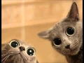 Download Lagu PSYLO - Chats Perchés !!!! MIX Hardtek-Tribe-Tribecore
