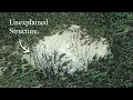 Download Lagu I Found a Forest Anomaly on Google Earth