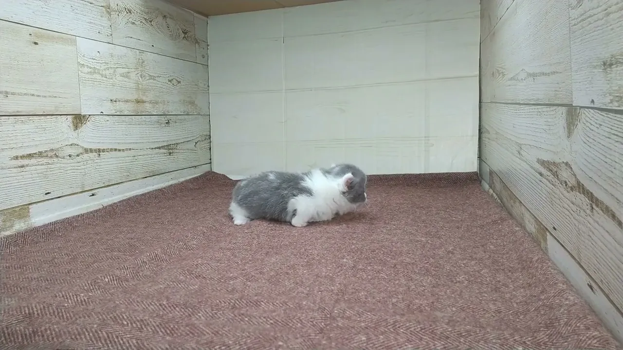 動画