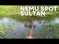 Lagu Aksi mendebarkan!! Inilah surga ikan nila babon mancing baru mulai langsung gemetar!!