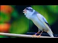 Download Lagu KENARI LAGU MEWAH ISIAN LOVEBIRD, MASTERAN JITU BUAT KENARI PAUD DAN BAHAN BELAJAR NGELAGU