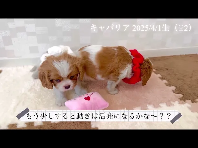動画