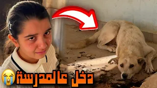 كلب دخل عالصف كوكي😳😱