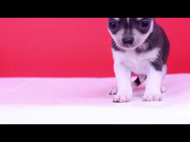 動画