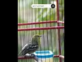 Download Lagu Pancingan Cipoh Gacor Tarung  #burung #cipoh #sirtu