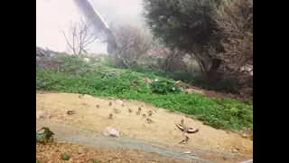 سهره تله دام سهره سهره تور سهره بیابون 