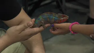 Herps exotic reptile and pet show returns to Robstown with reptiles amphibians insects and more