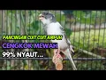 Download Lagu KENARI GACOR  Cuit CUIT BIRAHI SUARA Kenari MASTERAN TERBAIK UNTUK PANCINGAN \u0026 MASTERAN Kenari PAUD