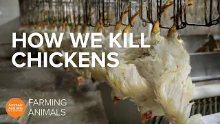 Download How slaughterhouses kill thousands of chickens an hour MP3
