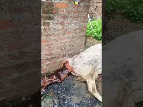 cow gives birth naturally