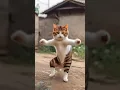 Download Lagu BILLI NE RASTA KAAT DIYA OR PHIR...#insta #automobile #motovlog #funny #trending