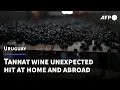 Download Lagu Uruguayaanse Tannat-wijn blijkt een onverwachte hit in binnen- en buitenland | AFP