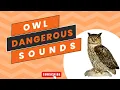 Download Lagu Owl Sounds No Copyright | Owl Sounds At Night | Owl Sounds | Owl Sound Effect | Owl Sound Test .
