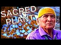 Native American Navajo People Use This Plant For Many Different Things