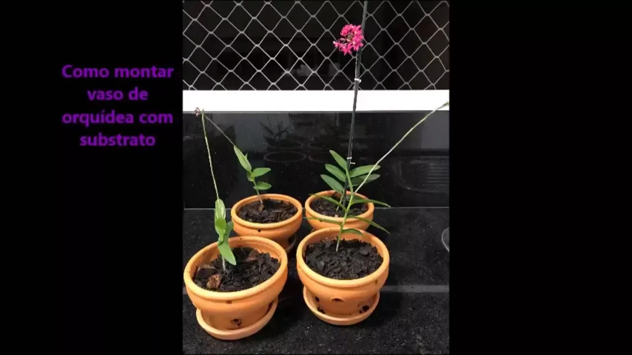 COMO MONTAR VASO DE ORQUÍDEA COM SUBSTRATO