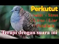 Download Lagu Pancingan Perkutut Lokal , untuk terapi burung sakit stres giras/liar , pendiam , Nyekukruk