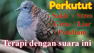 pancingan perkutut lokal untuk terapi burung sakit stres giras liar pendiam nyekukruk