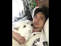 Samoyed husky mixed samusky