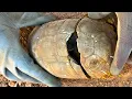 Download Lagu What We Discovered Inside This Turtle  Shocked The Whole World ❌ [ Strange Metal Detecting Find ]