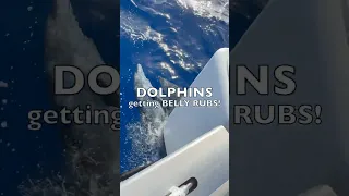 Belly rubs for dolphins – from our BOAT! ⛵️ #sailingfamily #boatlife #catamaran #pacific #dolphins
