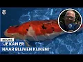 Download Lagu Winnaar mooiste karper: ’Voor 19.000 euro is hij van jou!’