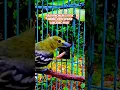 Download Lagu Cipoh Gacor‼️Rajanya Pancingan Burung Cipoh Apapun 5 Detik Langsung Nyaut#sirtugacor #Shorts