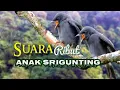 Download Lagu Suara Anak srigunting Abu-Abu /Pikat burung srigunting