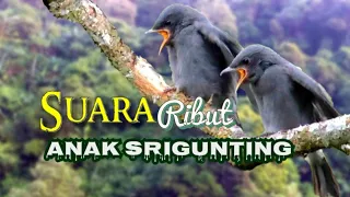 suara anak srigunting abu abu pikat burung srigunting