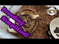 Ball Python Breeding Simplified Step-by-Step Beginner Guide