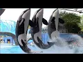 Download Lagu Orca Encounter Full Show - SeaWorld Orlando - April 8, 2021
