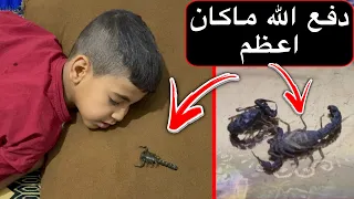 هجوم العقارب على بيتنة خطورة الصيف 