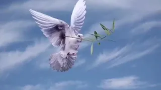 الابداع العامري على طرف جناحك ياحمام 