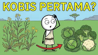 BAGAIMANA MANUSIA PURBA MENEMUKAN KOBIS PERTAMA?