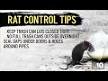 Rats Invade Neighborhood in Mayfair