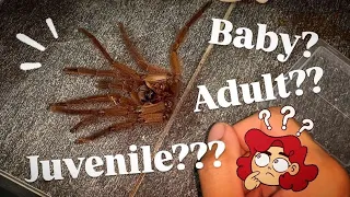 Is my TARANTULA a Baby? Juvenile?? Sub-adult??? Adult????!