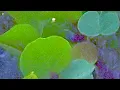 Oasis - Songbird (Johnson Somerset remix)