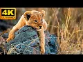 Download Lagu 4K African Wildlife: Virunga National Park - Scenic Wildlife Film With Real Sounds