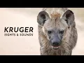 Download Lagu Nature Therapy: Kruger National Park | Maroela \u0026 Satara (4K)