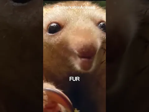 The World's Smallest Anteater