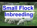 Small Flock Inbreeding How to Reduce Inbreeding in Small Sheep Flocks - St Croix Sheep