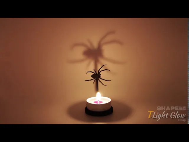 Insect Spider video thumbnail