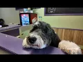 Paws off the sand Delaware dogs face beach restrictions