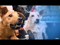 Springfield-area shelters addressing the rise in abandoned pets